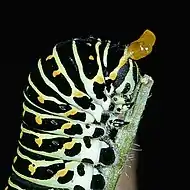 Old World swallowtail caterpillar everting its osmeterium in defense.