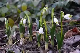 At the start of flowering