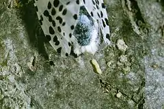 Egg-laying