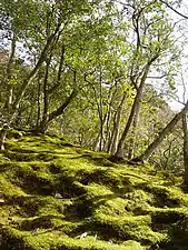 Uneven ground, Ginkaku-ji