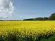 Field of Rapeseed