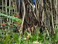 A Balete tree at the park