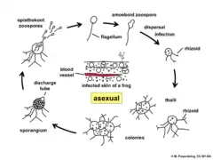 A diagram displaying the life cycle of Batrachochytrium dendrobatidis. Starting at the top and moving clockwise: A zoospore seeks out an amphibian and encysts on the skin. It grows and develops rhizoids to anchor it and absorb nutrients. The thallus divides numerous times to form a colony of zoosoporia, which develop discharge tubes when mature. When ready, the discharge tubes open and the zoospores are released.