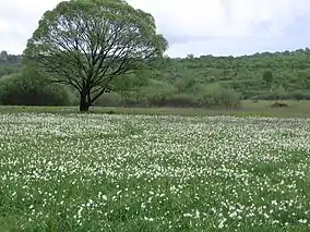 "Valley of Narcissus" - natural lowland habitat in the Transcarpathian region, Ukraine