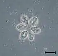 Codosiga colony under light microscopy