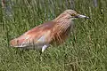 Squacco heron, Ardeola ralloides (A)