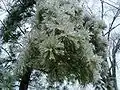 Pine needles coated in ice in Central Kentucky.