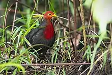 A rotund, dark brown bird with a crimson head and chest