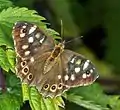 Speckled wood