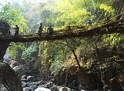 A living root bridge near the village of Kongthong undergoing repairs. The local War Khasis in the photo are using the young, pliable aerial roots of a fig tree to create a new railing for the bridge.