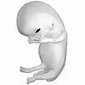 Fetus at 8 weeks after fertilization (gestational age of 10 weeks)