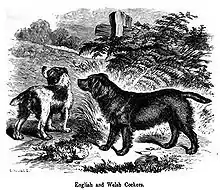 A drawing of two dogs in greyscale, the other is light with dark patches