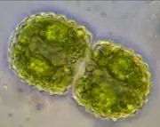 Cosmarium pseudamoenum, with a granulated cell wall