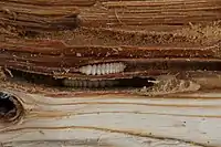 Larva exposed in infested wood