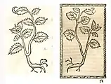 Althaea officinalis. Left: Hort. Sanitatis, Straßburg 1497 (I, 15). Right: Reversed copy. Kleines Destillierbuch (Blatt 63r)