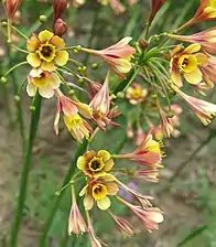 Bicoloured flowers