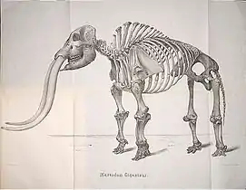Plate from: J.C. Warren. The Mastodon giganteus of North America, 1852