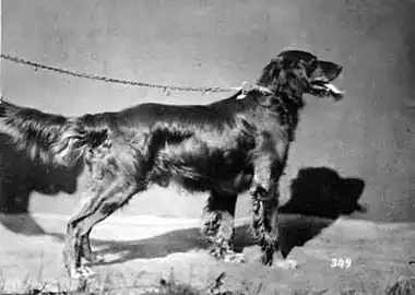 Irish Setter in 1879