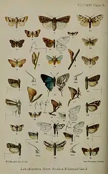 Coloured drawing of numerous lepidoptera displayed as scientific specimens