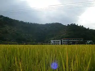 Meizhou rice paddy
