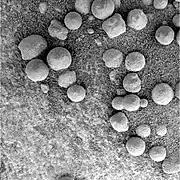 Figure 18. Loose hematite spherules on an outcrop of sediments at Eagle Crater. At this location, most spherule diameters were 4 - 6 mm; in this image, the range is 3 - 6 mm. Image taken on Sol 46 (2004-03-10).
