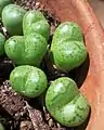 Typical keeled, "fig-shaped" heads of Conophytum ficiforme