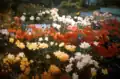 PDX Roses, 50" x 80" Oil on Canvas, Lattice Corp., Portland, Oregon