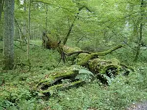 A fallen tree in Białowieża park