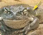 Bufotoxin is found on the skin of toads of the genus true toad (Bufo).