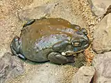 The Colorado River toad (Bufo alvarius) secretes bufotenin and 5-MeO-DMT from its parotoid glands