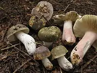 Russula olivacea