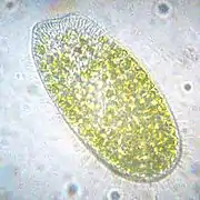 A Paramecium bursaria about 100 µm long