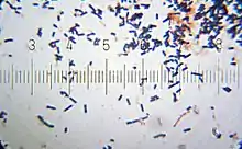 "Lactobacillus acidophilus", Numbered ticks are 11 μm (micrometers)