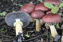 Stropharia rugosoannulata