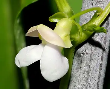 Common bean flower