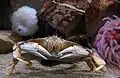 Dungeness Crab (Metacarcinus magister)