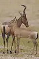 Cow and calf in Kgalagadi Transfrontier Park