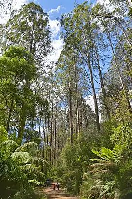 Toolangi State Forest near the Little Red Toolangi Treehouse