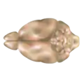 Mouse brain, dorsal view