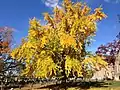 Ginkgo tree in autumn