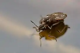 Microvelia reticultata in copula