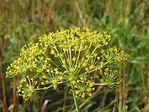Yellow dill umbels.