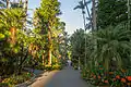 Palm Grove, Royal Botanic Gardens, Sydney