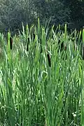 Typha latifolia and habitat