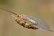 Italochrysa italica  (Belonopterygini)