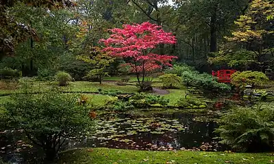 The red Acer palmatum was planted around 1910