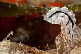 Phyllidiopsis unknown species at Wakatobi National Park, 2016