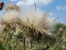 Photograph of mature seed head, showing fluffy pappi