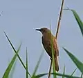 reed warbler