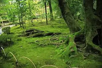 Tree roots at Kenrokuen